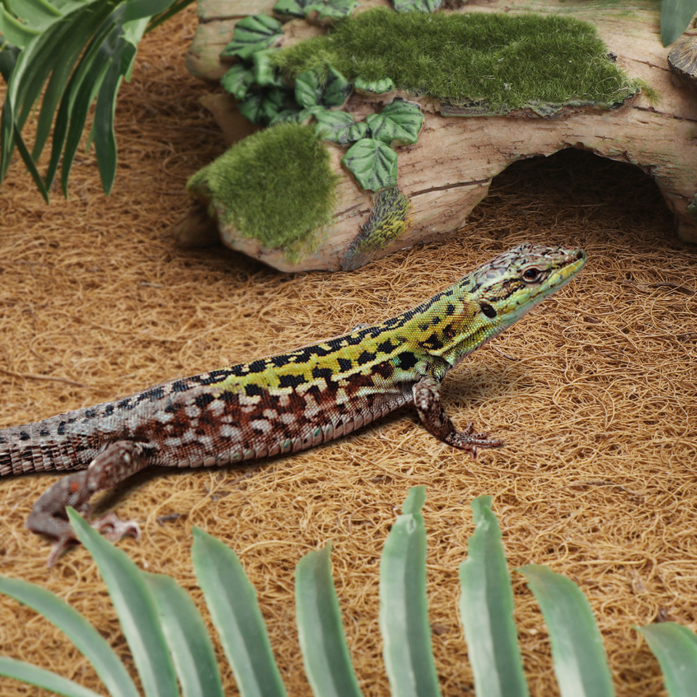 Coconut Fiber Reptile Mat Non- - Substrate Coconut Fiber avis et prix