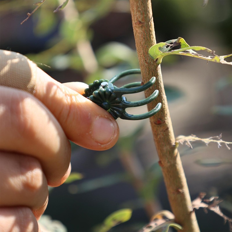 Wholesale Mini Plant Support C - Vine Climbing Plastic avis et prix
