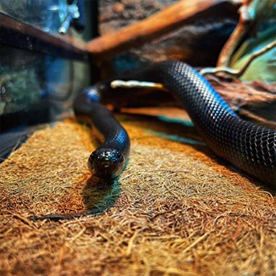 Reptile Carpet Mat 19.7x11.8in - Substrate Coconut Fiber avis et prix