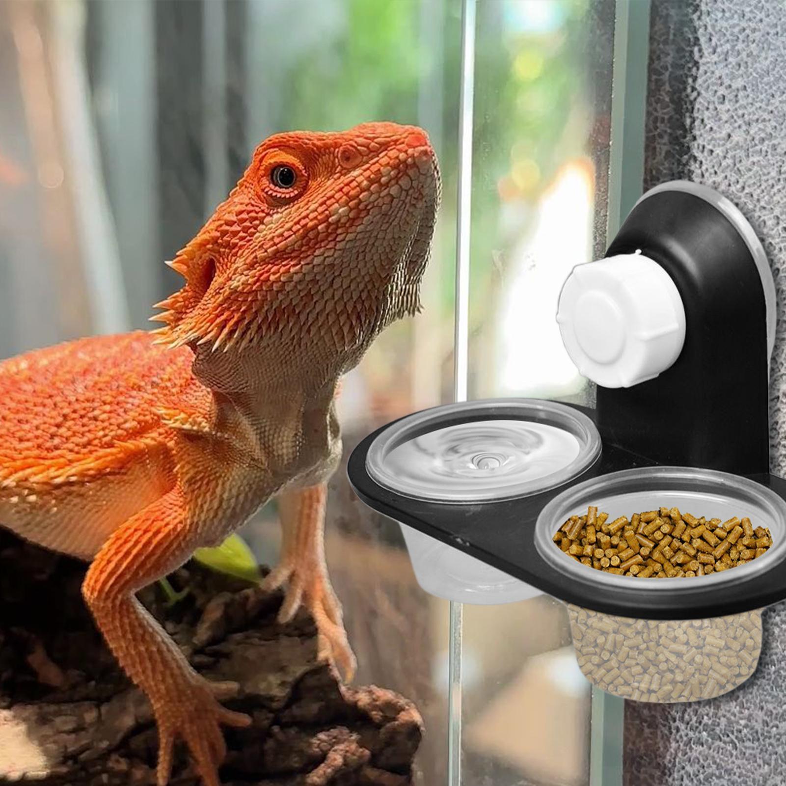 Gecko Food Dish Gecko Feeding  - Water Dish Reptile avis et prix