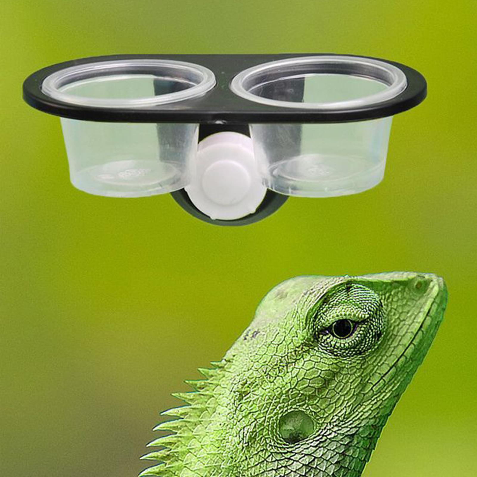 Gecko Food Dish Gecko Feeding  - Water Dish Reptile avis et prix
