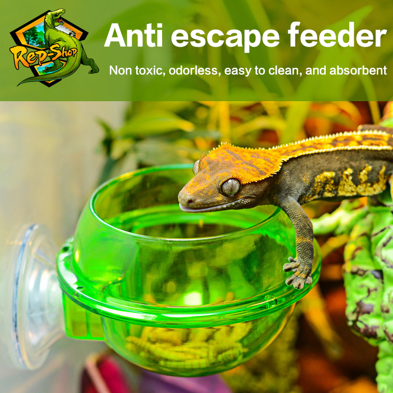 HOT! Arboreal Reptile Live Ant - Water Dish Reptile avis et prix