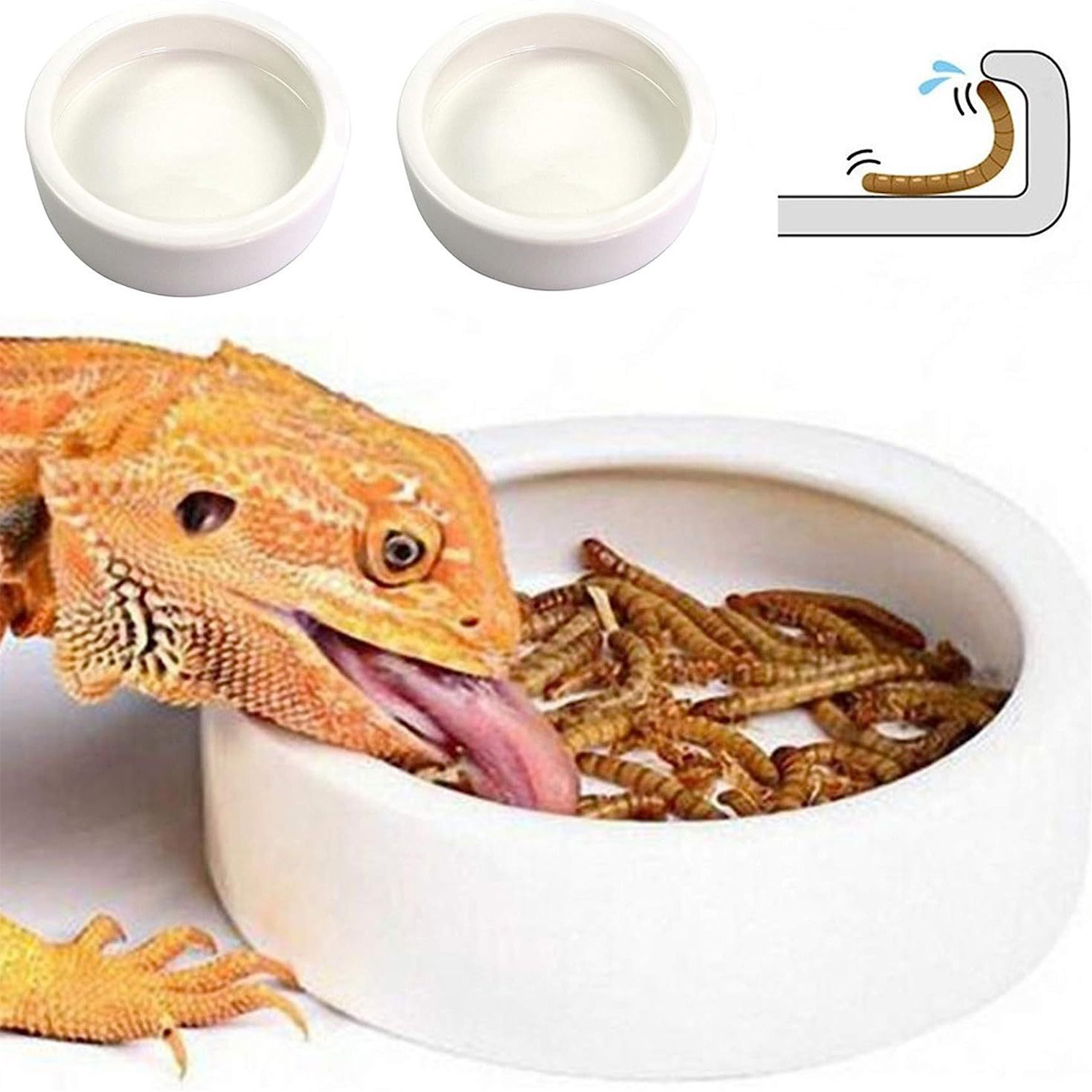 Reptile Food Bowl Feeding and  - Water Dish Reptile avis et prix