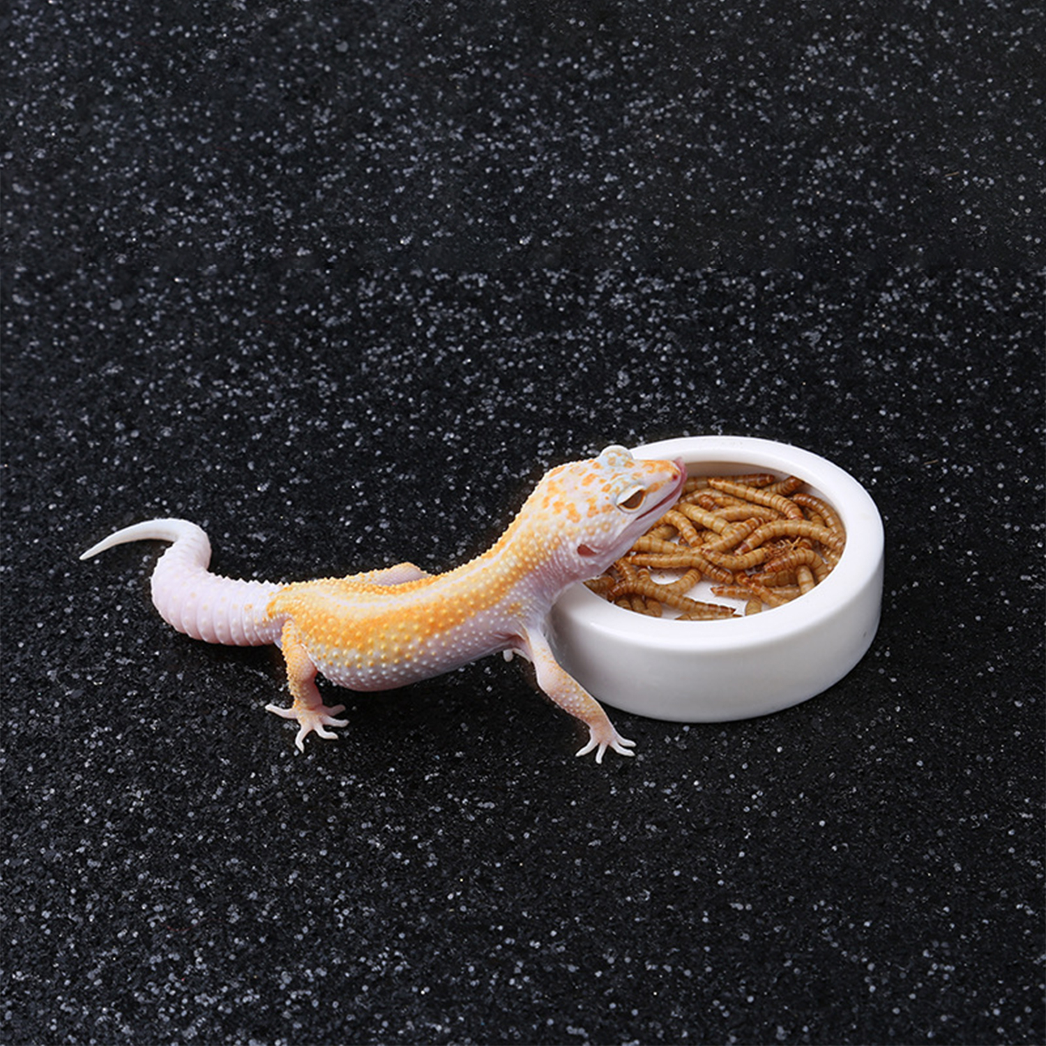 Reptile Food Bowl Feeding and  - Water Dish Reptile avis et prix