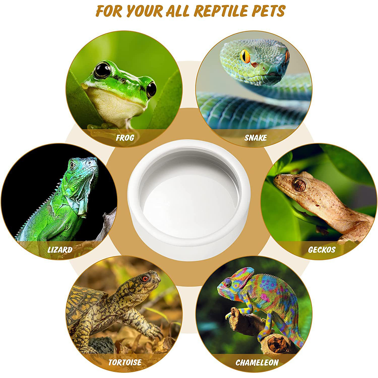 Reptile Food Bowl Feeding and  - Water Dish Reptile avis et prix