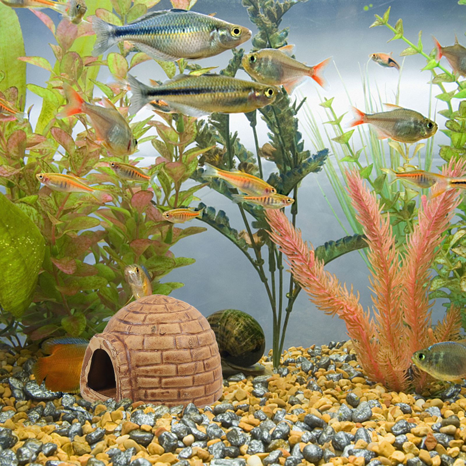 Ceramic Pleco Caves for Aquari - Hide Cave Ceramic avis et prix
