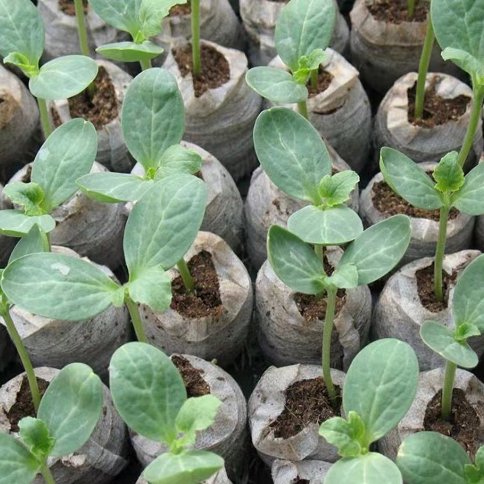 10/20/50pcs Plant Growth Bags  - Substrate Coconut Fiber avis et prix